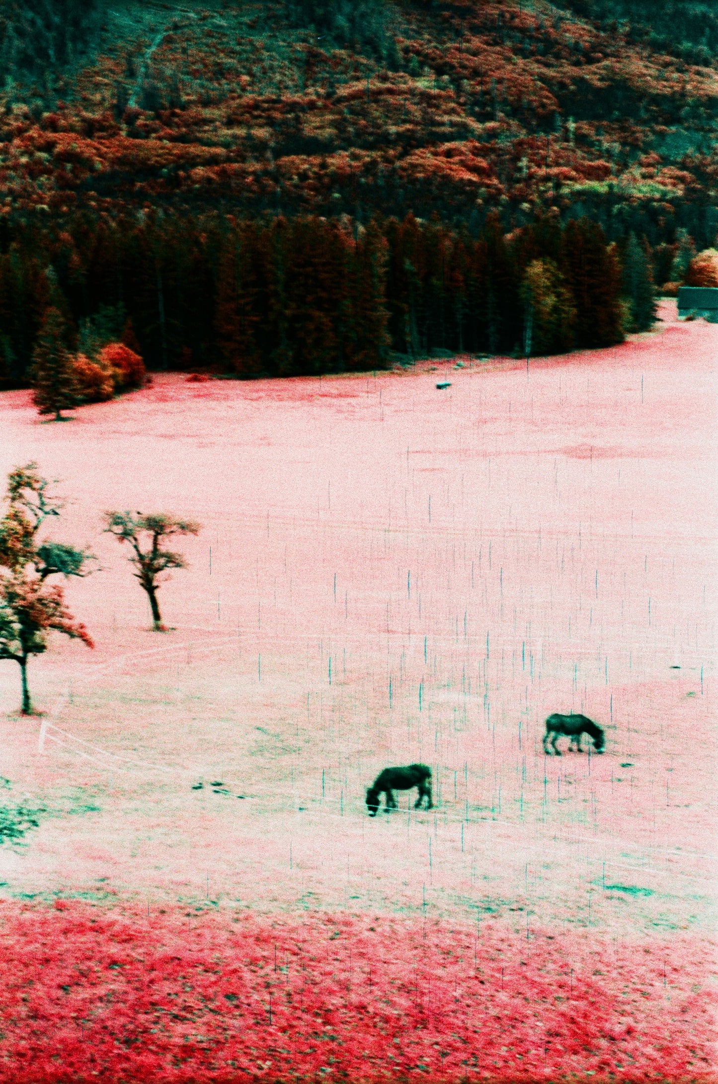Kodak Aerochrome Colour infared EIR 35mm 135 film rolls (price per roll)