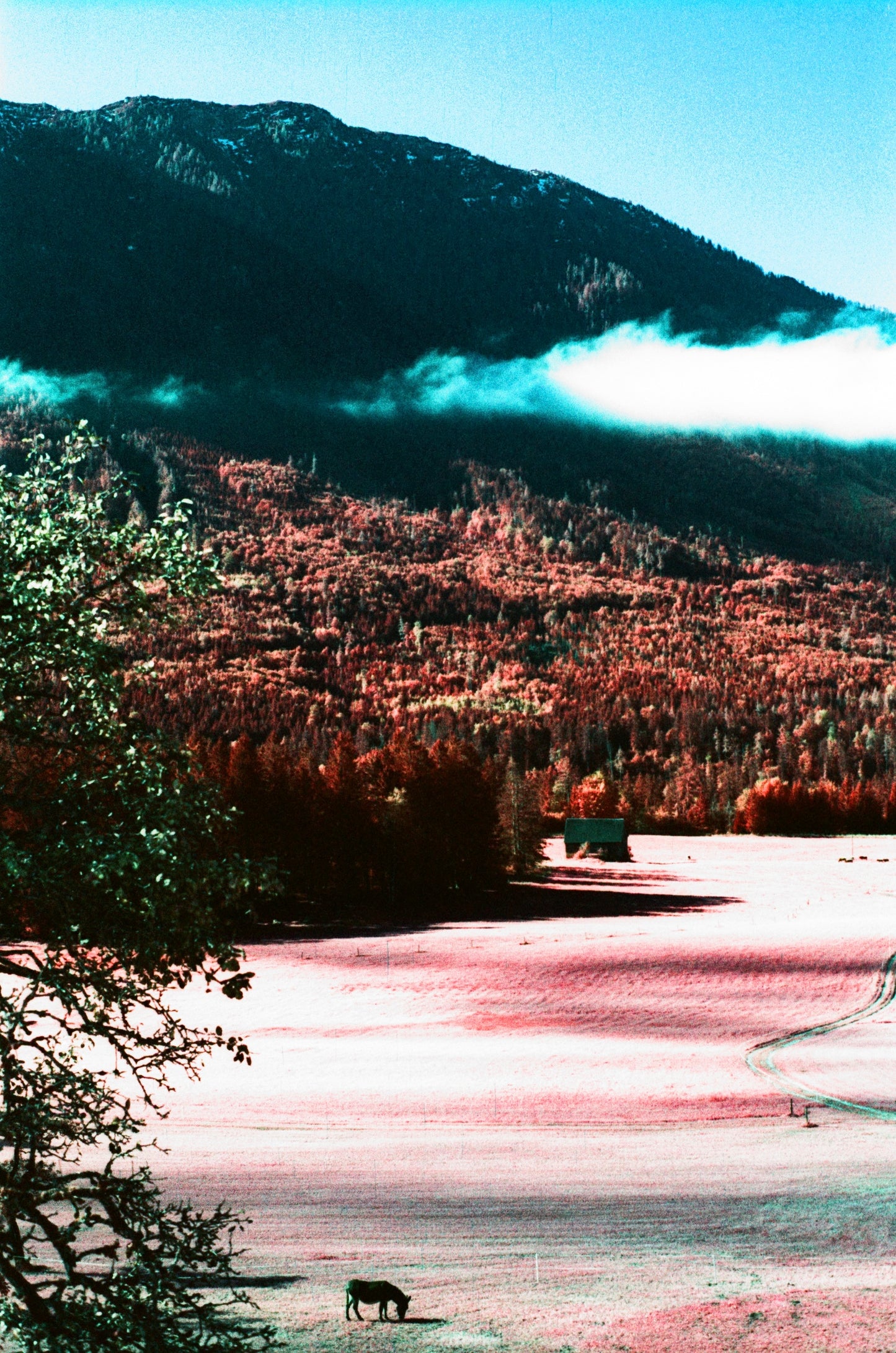 Kodak Aerochrome Colour infared EIR 35mm 135 film rolls (price per roll)