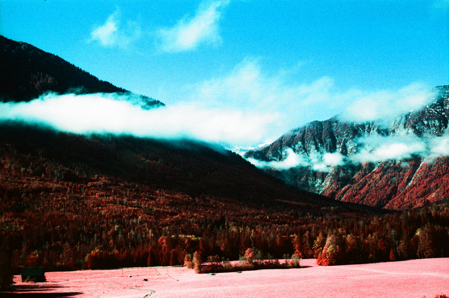 Kodak Aerochrome Colour infared EIR 35mm 135 film rolls (price per roll)